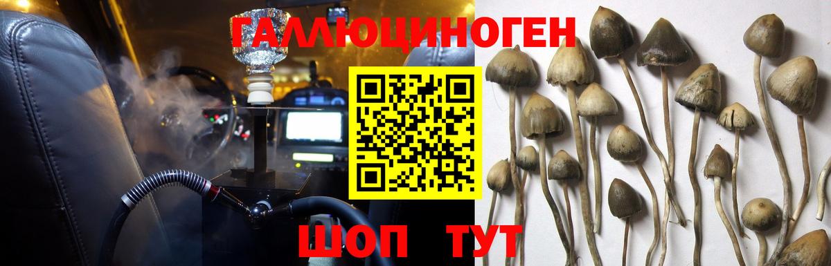 Курчалой  Галлюциногенные грибы Magic Shrooms  Вход с VPN 